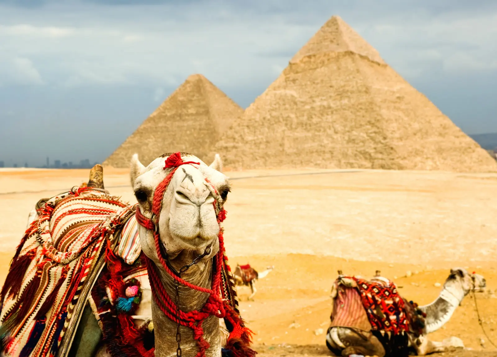 A decorated camel resting in front of the Great Pyramids of Giza near Cairo